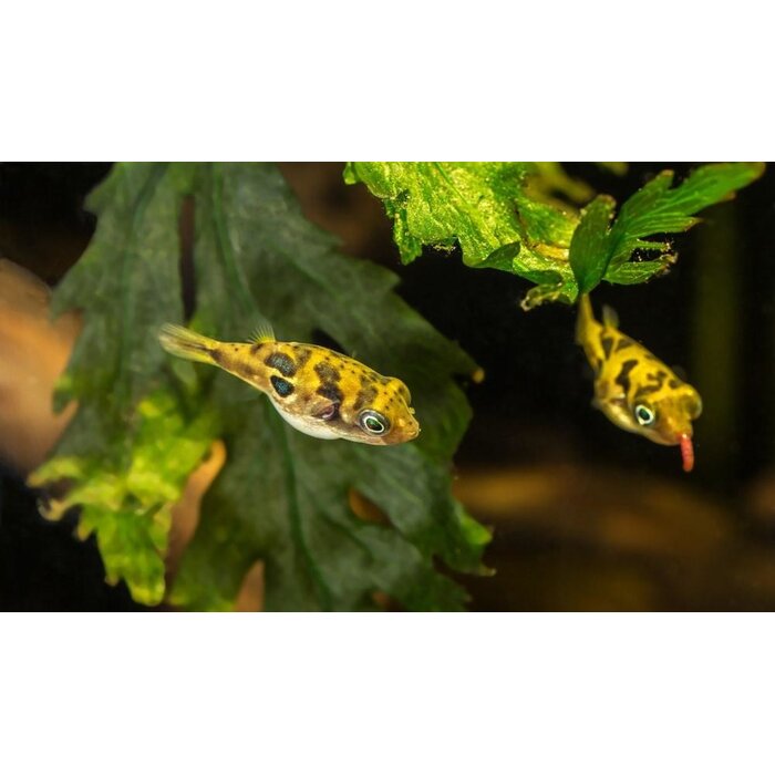 Tetraodon Travancoricus - Dwergkogelvis