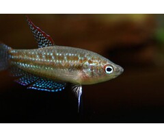 Trichopsis Pumila - Dwerg Knorgoerami