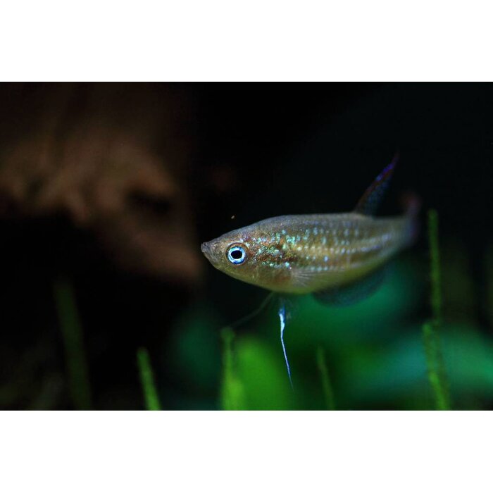 Trichopsis Pumila - Dwerg Knorgoerami