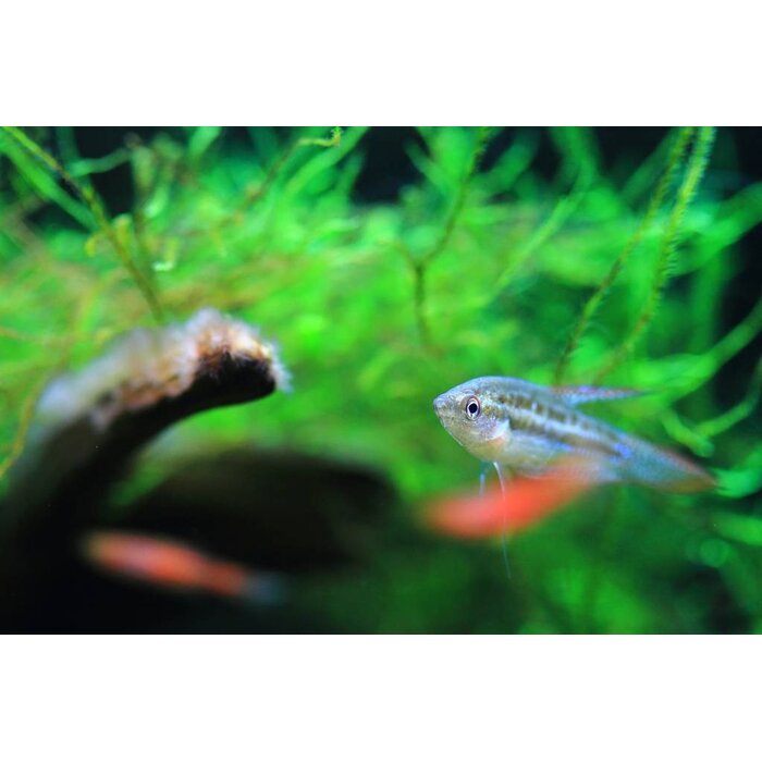 Trichopsis Pumila - Dwerg Knorgoerami