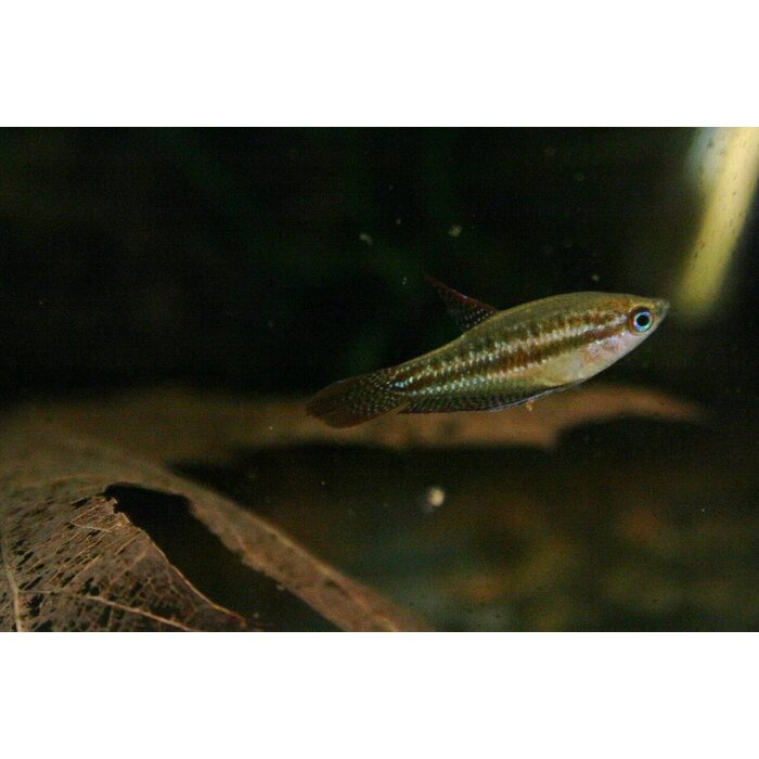 Trichopsis Pumila - Dwerg Knorgoerami