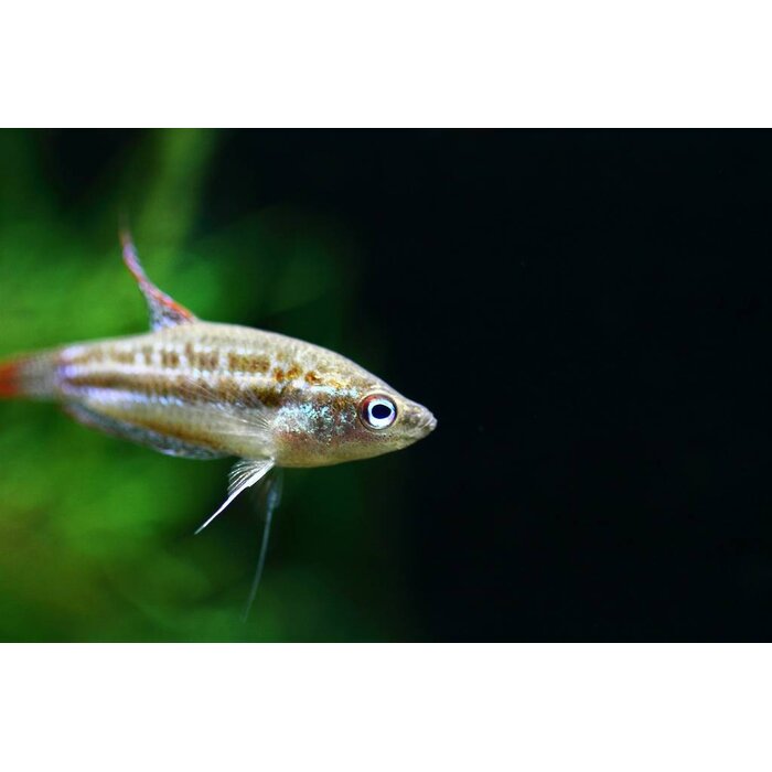 Trichopsis Pumila - Dwerg Knorgoerami