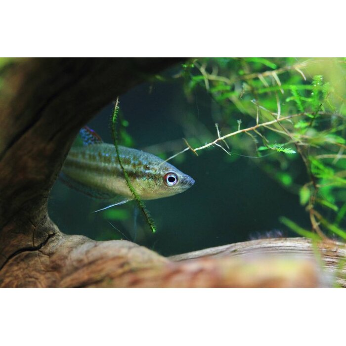 Trichopsis Pumila - Dwerg Knorgoerami