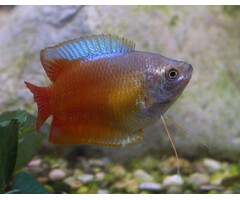 Colisa Lalia Red - Dwerg Gourami Rood