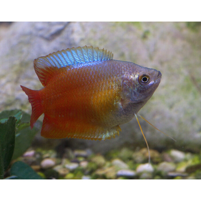 Colisa Lalia Red - Dwerg Gourami Rood