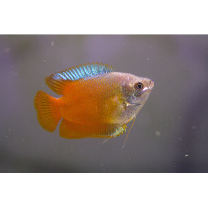 Colisa Lalia Red - Dwerg Gourami Rood