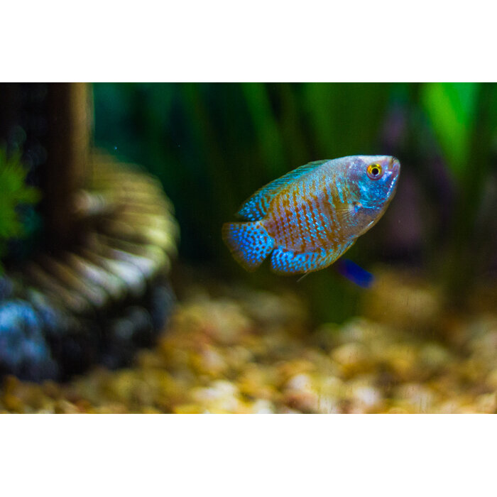 Colisa Lalia Neon - Dwerg Gourami Neon