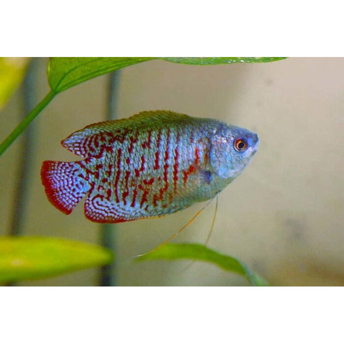 Colisa Lalia Neon - Dwerg Gourami Neon