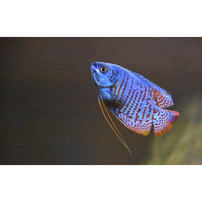 Colisa Lalia Neon - Dwerg Gourami Neon