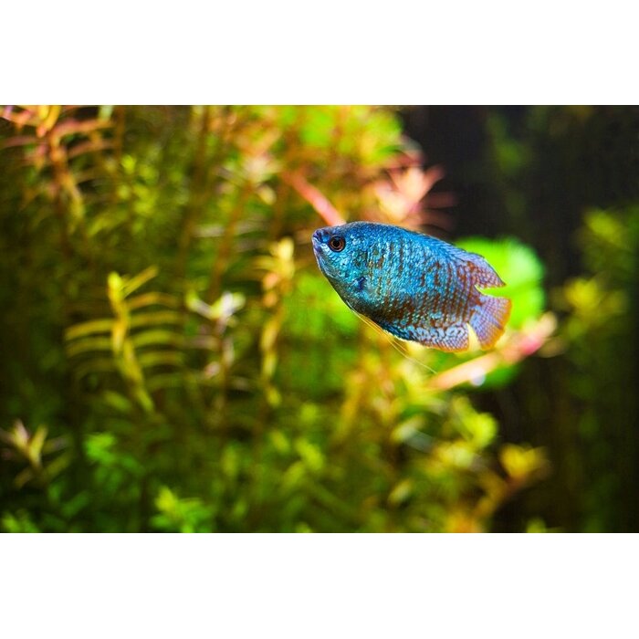 Colisa Lalia Neon - Dwerg Gourami Neon