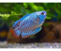Colisa Lalia Neon - Dwerg Gourami Neon