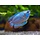 Colisa Lalia Neon - Dwerg Gourami Neon