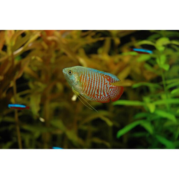 Colisa Lalia - Dwerg Gourami
