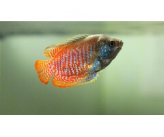 Colisa Lalia - Dwerg Gourami