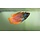Colisa Lalia - Dwerg Gourami