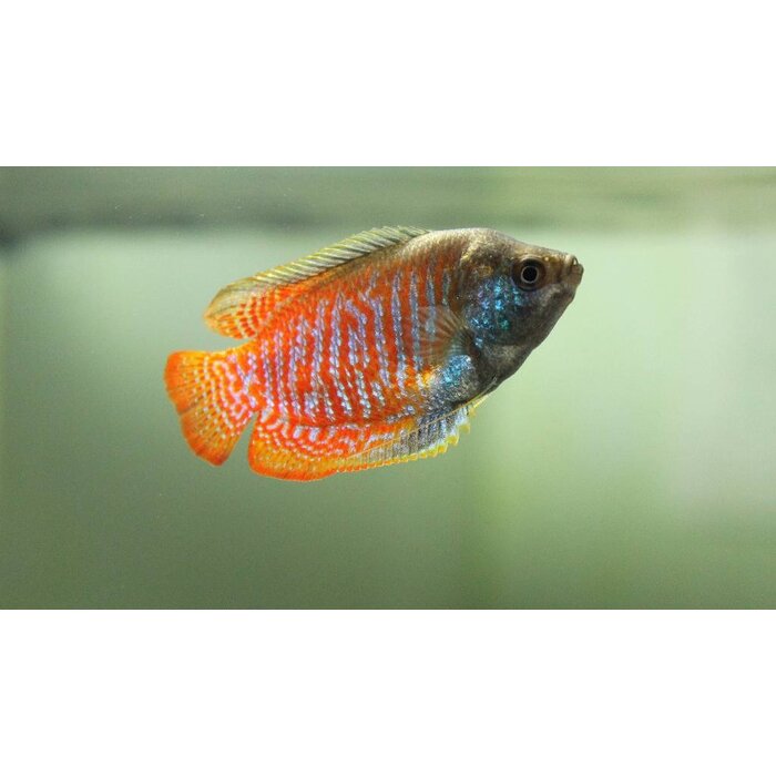 Colisa Lalia - Dwerg Gourami