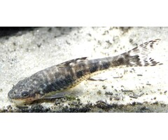 Otocinclus Arnoldi - Dwerg Algeneter
