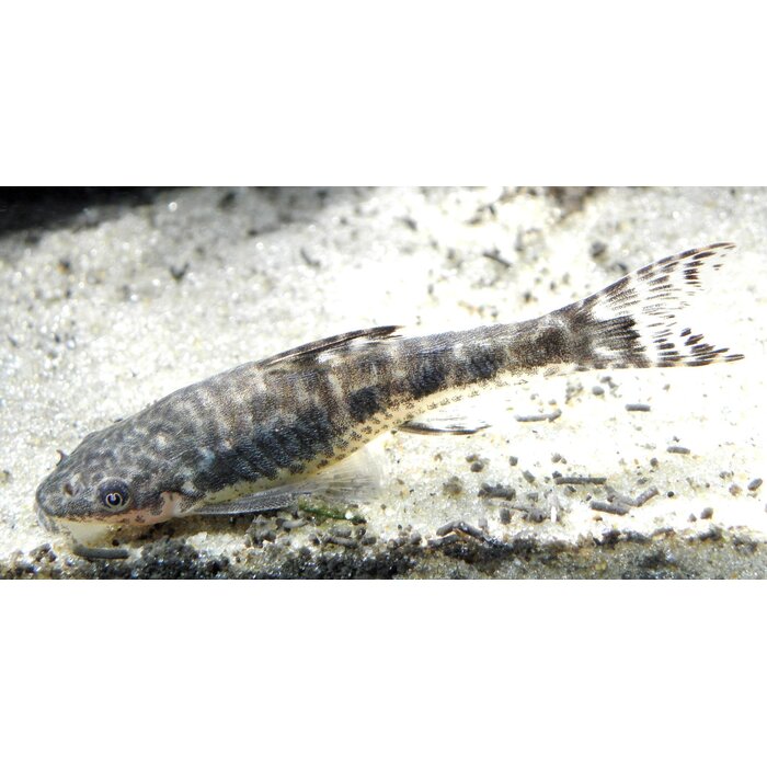 Otocinclus Arnoldi - Dwerg Algeneter