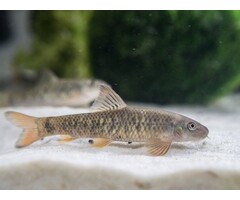 Garra Rufa - Doktersvis