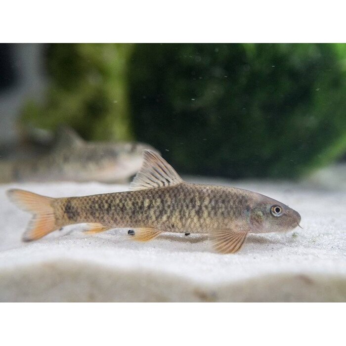 Garra Rufa - Doktersvis