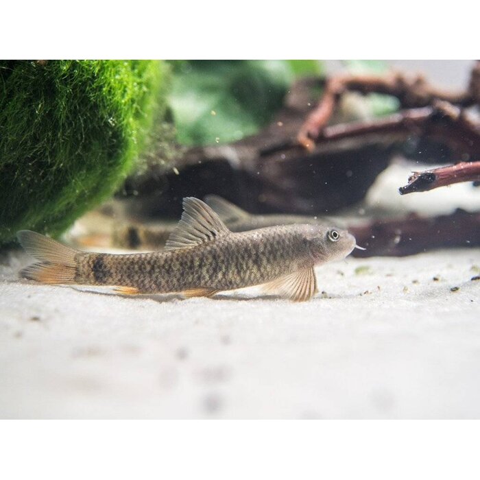 Garra Rufa - Doktersvis