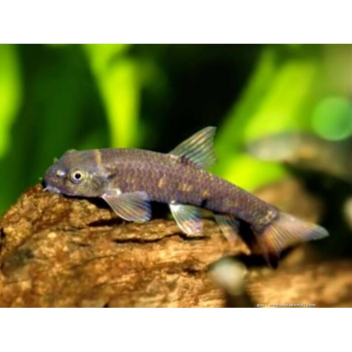 Garra Rufa - Doktersvis