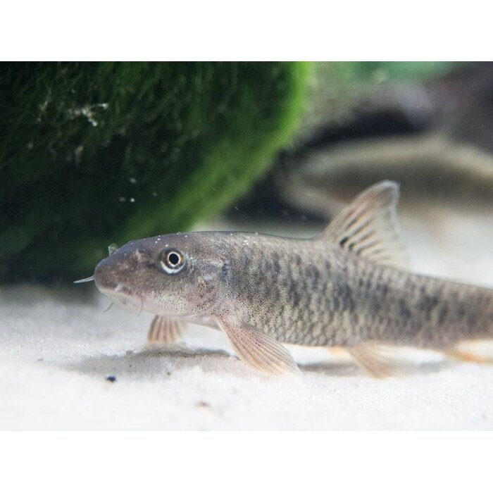 Garra Rufa - Doktersvis