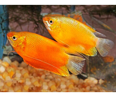 Trichogaster Labiosa Gold - Diklip Gourami Goud