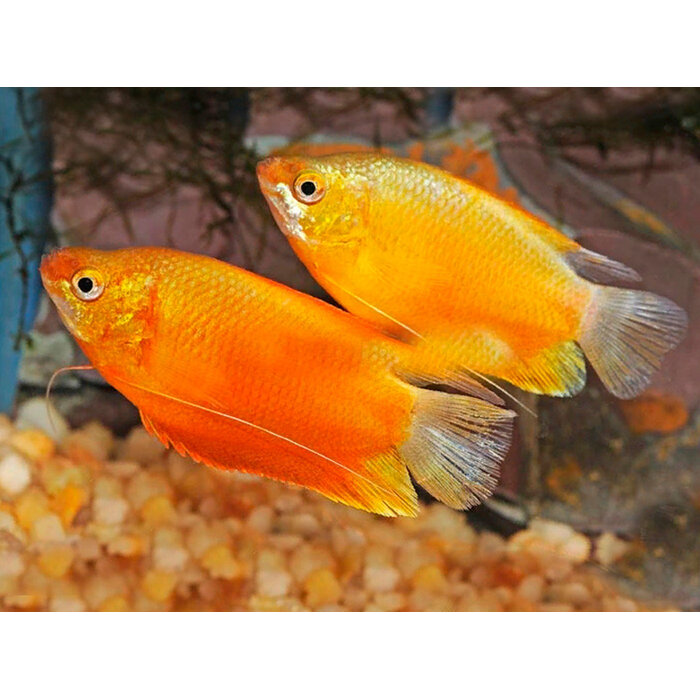Trichogaster Labiosa Gold - Diklip Gourami Goud