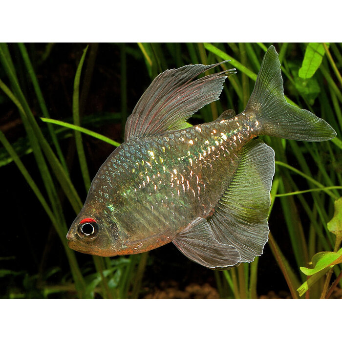 Moenkhausia Pittieri - Diamant Zalm