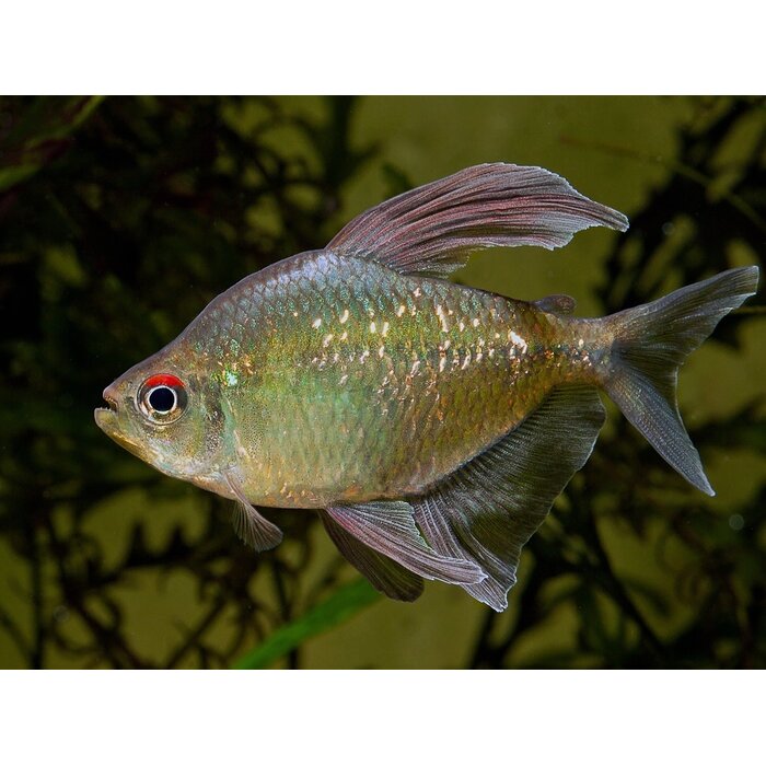 Moenkhausia Pittieri - Diamant Zalm