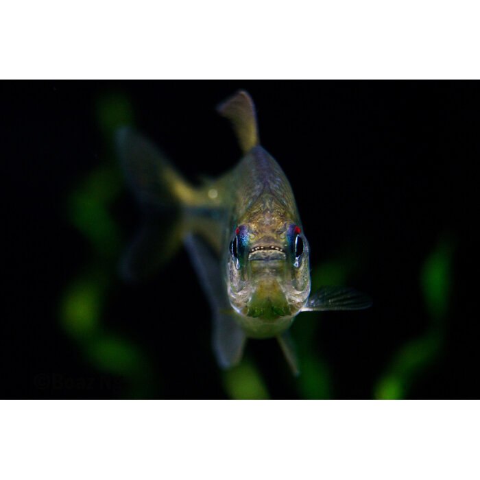 Moenkhausia Pittieri - Diamant Zalm