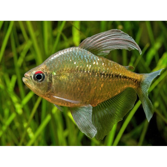 Moenkhausia Pittieri - Diamant Zalm