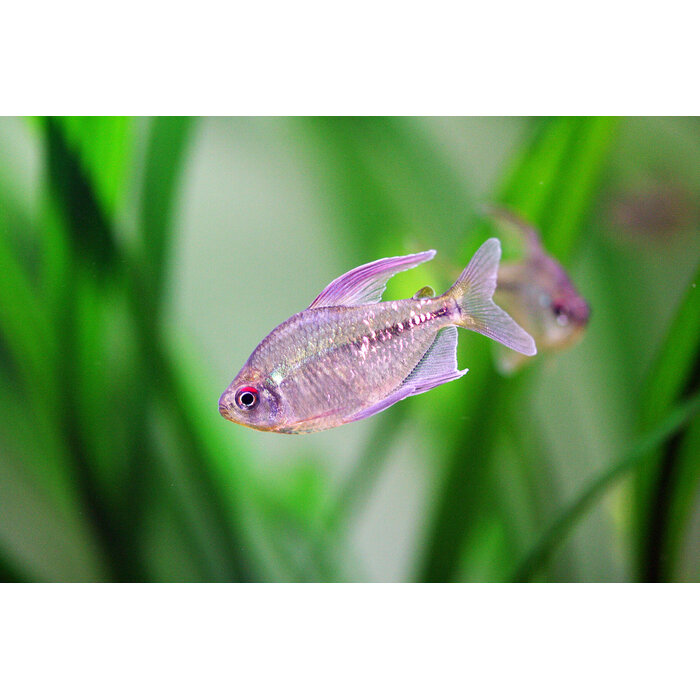 Moenkhausia Pittieri - Diamant Zalm