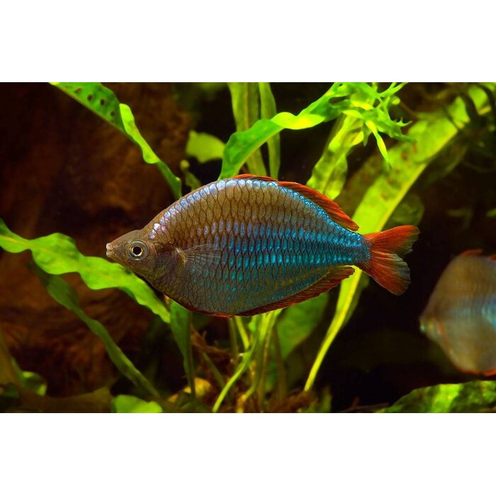 Melanotaenia Praecox - Diamant Regenboogvis