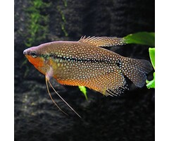 Trichogaster Leeri XL - Diamant Gourami XL