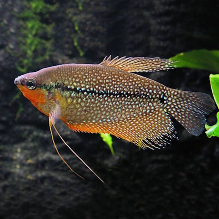 Trichogaster Leeri XL - Diamant Gourami XL
