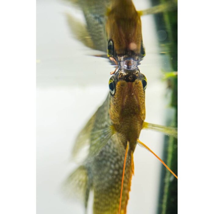 Trichogaster Leeri XL - Diamant Gourami XL