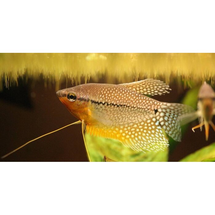 Trichogaster Leeri XL - Diamant Gourami XL