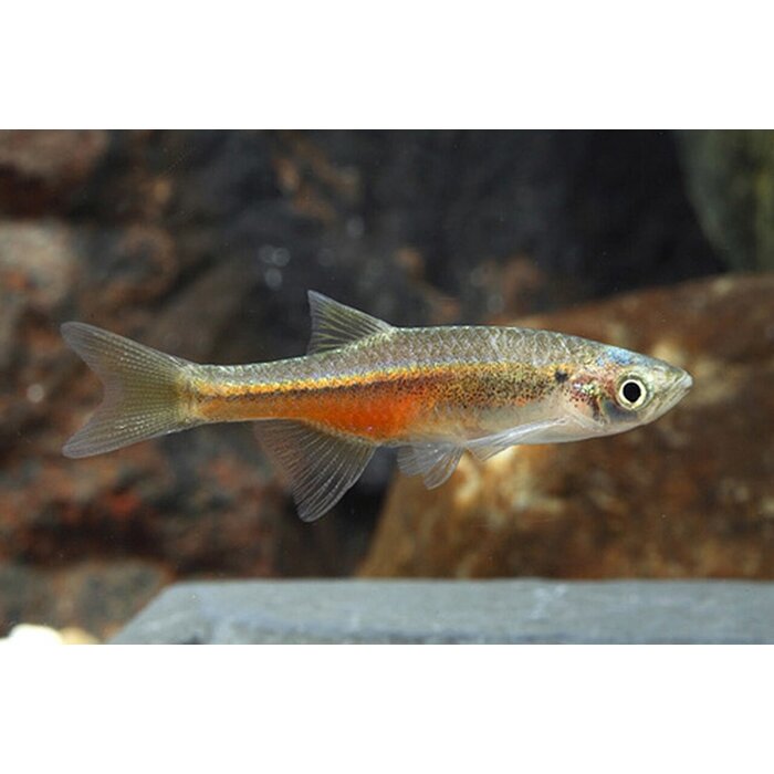 Devario Sondhii - Fireline Devario