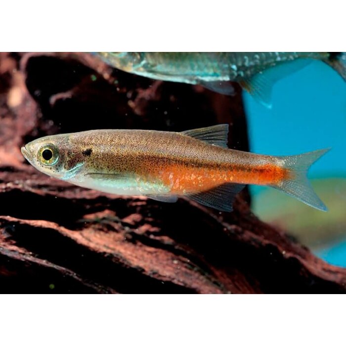 Devario Sondhii - Fireline Devario