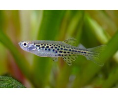 Danio Tinwini - Spotted Danio
