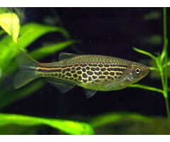 Danio Kyathit - Orange Striped Danio