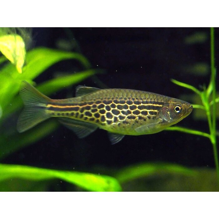 Danio Kyathit - Orange Striped Danio