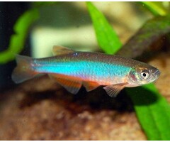 Danio Kerri - Blauwe Danio