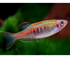 Danio Choprae - Birma Danio