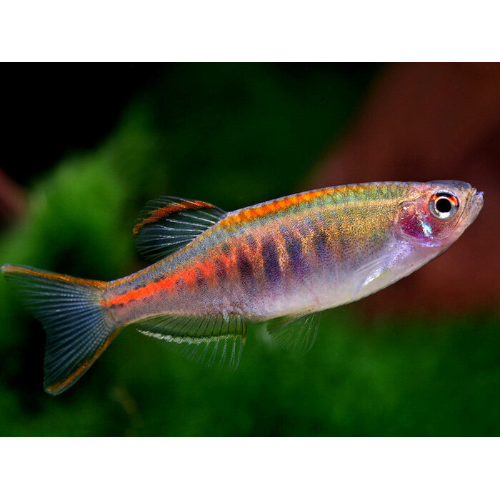 Danio Choprae - Birma Danio