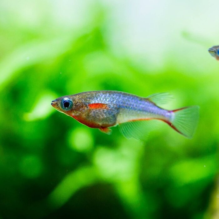 Oryzias Woworae - Daisy's Rijstvisje