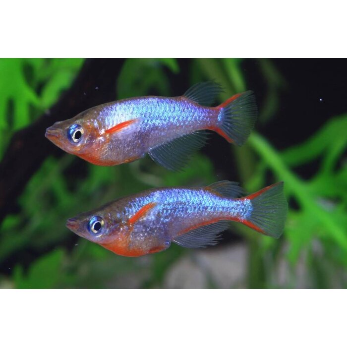 Oryzias Woworae - Daisy's Rijstvisje