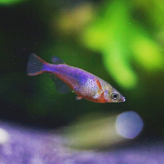 Oryzias Woworae - Daisy's Rijstvisje